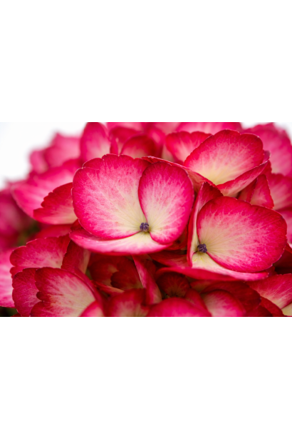 Гортензия широколистая Эклипс цветок